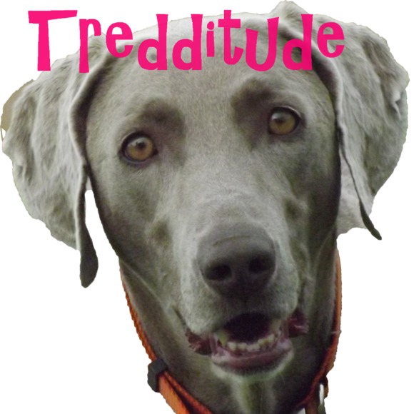 tredditude